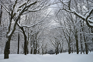 Fototapeta na wymiar 雪の並木道