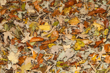 impression of leaves and autumn colors