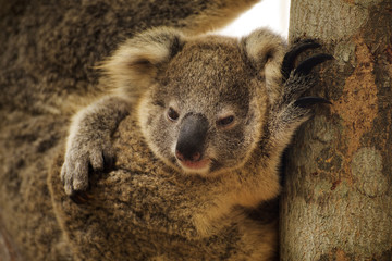 Fototapeta premium Close up cute Koala