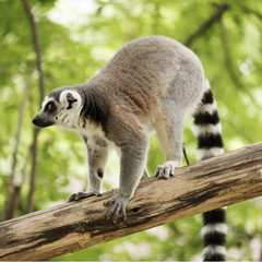 Ring-tailed lemur