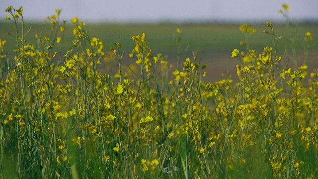 Raps which is used in diesel fuel manufacturing.