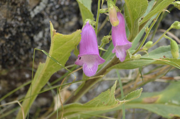 Flor rosa con forma de trompeta