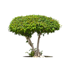 Naklejka premium Tree isolate on a white background