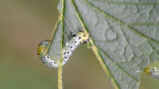 Gooseberry sawfly caterpillar (Nematus ribesi)