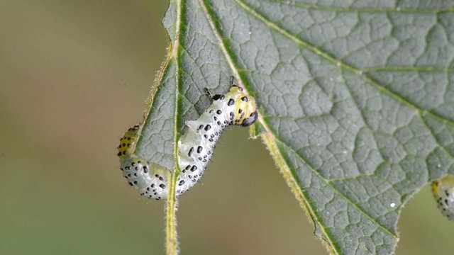 Gooseberry sawfly caterpillar (Nematus ribesi)