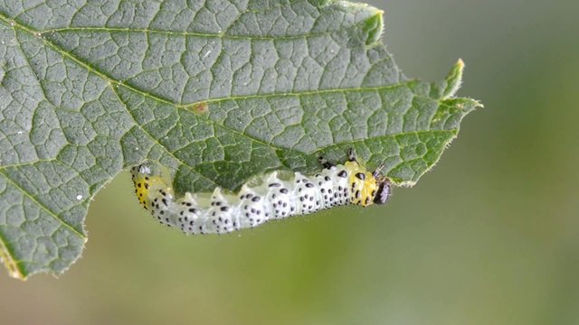 Gooseberry sawfly caterpillar (Nematus ribesi)