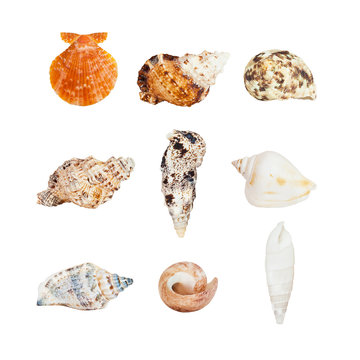 Various sea shells isolated on white