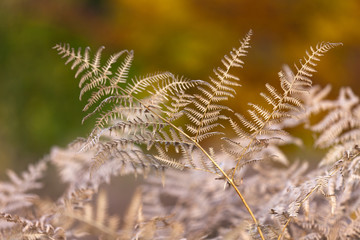 the autumnal impression - dry leaves of the fern