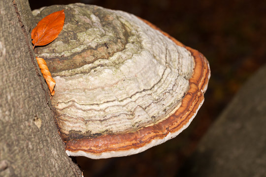 Closeup of tinder fungus on tree trunk