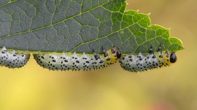 Gooseberry sawfly caterpillar (Nematus ribesi)