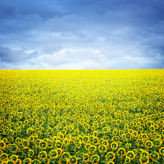 Beautiful landscape with sunflower field over cloudy blue sky