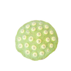 Lotus seeds green Isolated