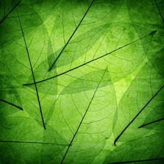 Fototapeta na wymiar leaves background texture