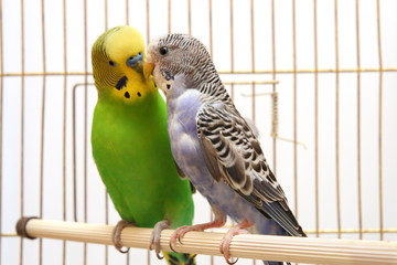 A pair of parrots