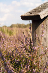 Heather on a sunny Day