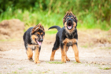 Two german shepherd puppies on the beach