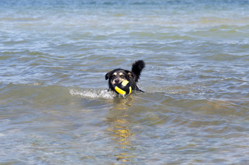 Bathing Dog