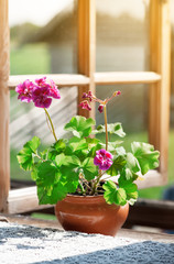 Vase with a flower on the rural windowsill