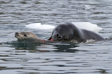 Fototapeta premium leopard seal attacking a young crabeater seal