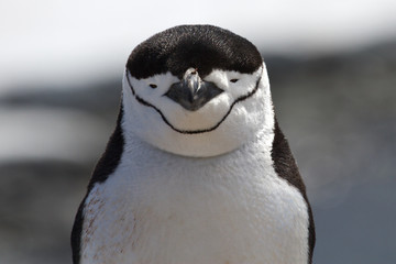 Porträt des antarktischen Pinguins Zügel oder antarktischer Sommertag