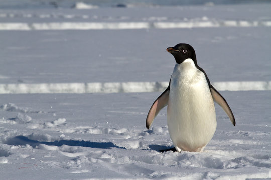 Adelie penguin which stands on the ice of the Antarctic Strait