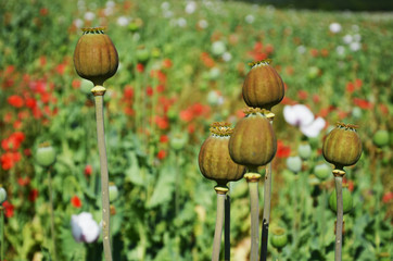 green brown poppy seed pods