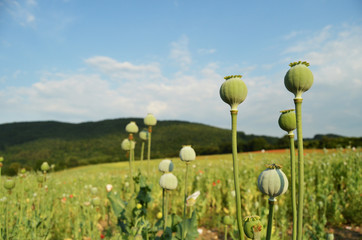 blured field of poppy and detailed poppy heads
