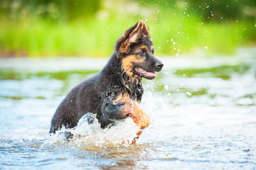 German shepherd puppy running in water