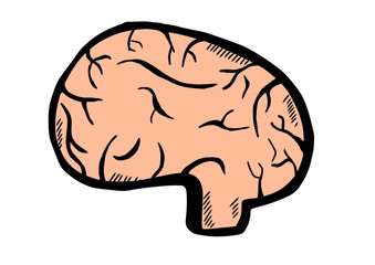 doodle brain isolated on white