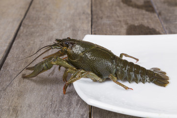 Green crayfish on the square plate on wooden background close-up
