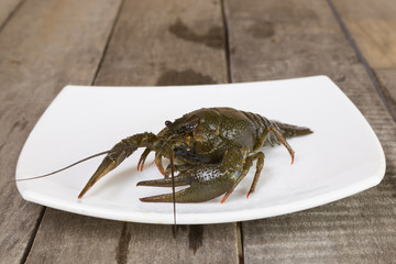 Green crayfish on the square plate on wooden background close-up