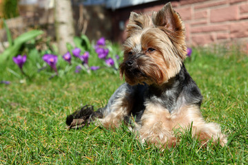 Cute Yorkshire Terrier Dog laying in the yard.