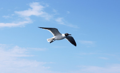 Gliding