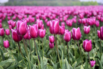 Obraz premium Field of beautiful purple tulips in full bloom, The Netherlands