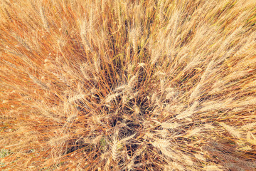 yellow wheat ears on the field