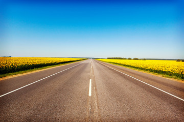 Fototapeta premium sunflower field on background blue sky