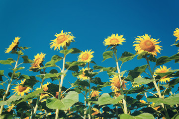sunflower field on background blue sky