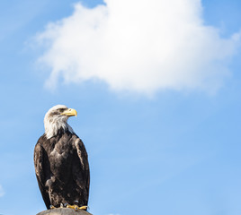 Seating eagle