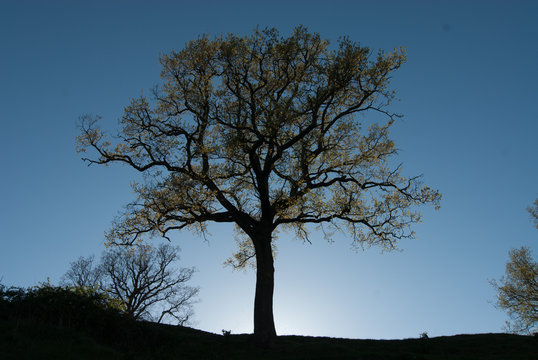 arbol