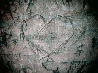 A heart carved into the bark of a beech tree.