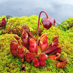 sarracenia purpurea © gallas