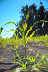 Green corn sprouts