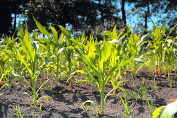 Green corn sprouts