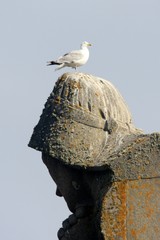 mouette sur statue
