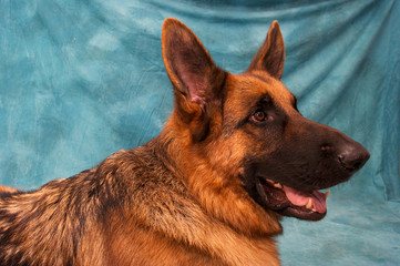 german Shepard head in profile