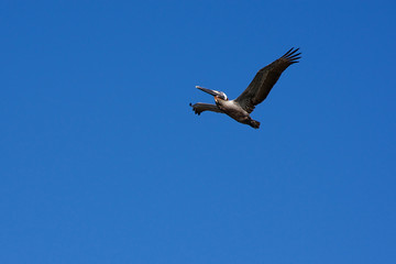 pelican against blue sky