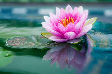 Lotus Flowers photos, royalty-free images, graphics, vectors & videos ...