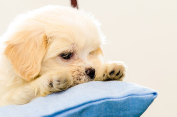 Forty five days Lhasa Apso