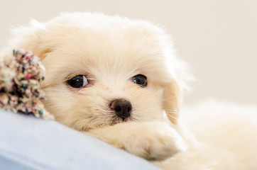 Forty five days Lhasa Apso
