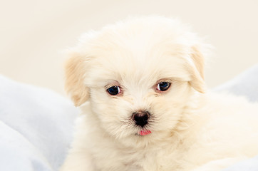 Forty five days Lhasa Apso